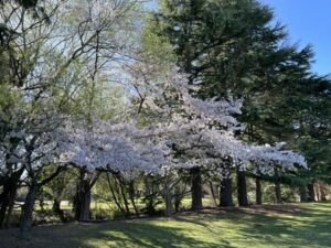 アッシュバートン・ドメイン