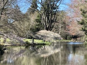 アッシュバートン・ドメイン