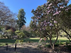 アッシュバートン・ドメイン