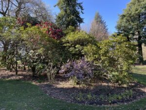 アッシュバートン・ドメイン