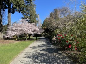 アッシュバートン・ドメイン