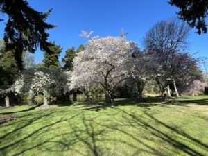 アッシュバートン・ドメイン