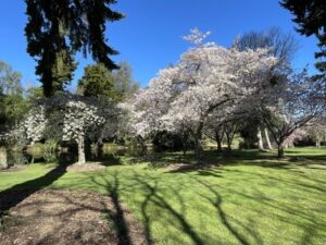 アッシュバートン・ドメイン