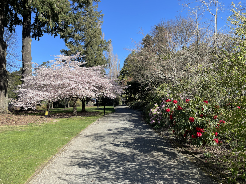 アッシュバートン・ドメイン